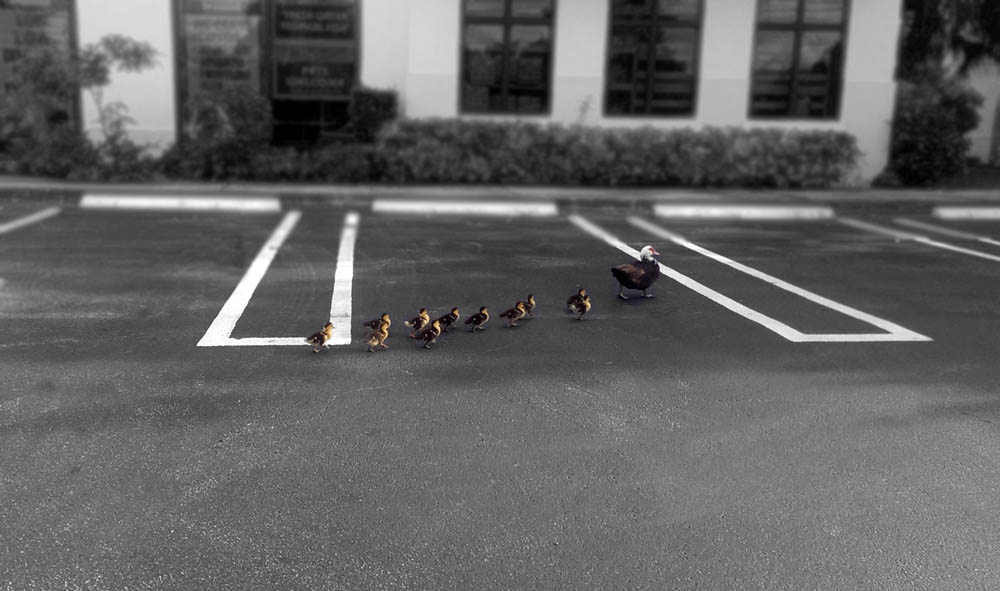 ducks waddling along